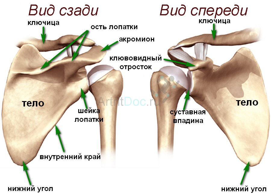 Плечевой сустав боль при поднятии руки лечение